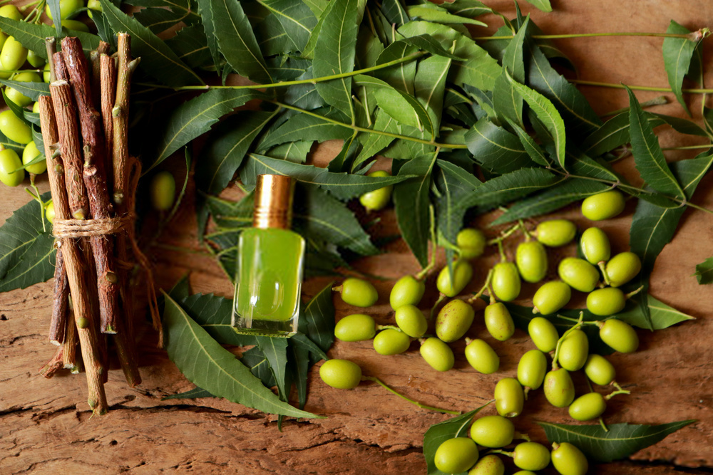 Neem oil: Uses, Benefits and Dangers